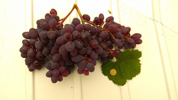 Виноград, саджанці