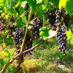 Пет Нат: Натуральне ігристе вино з історією