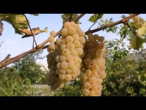 Саджанці винограду Дублянський
