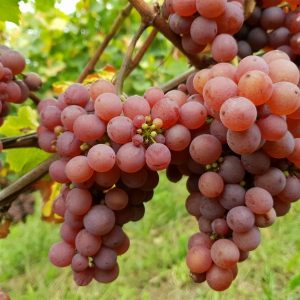 Виноград гевюрцтрамінер, саджанці винограду, саджанці винограду Львів