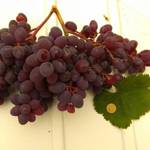 Виноград, саджанці